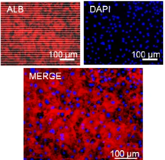 Figure 17.  Cellular uptake ( Panel’s clone was GSDIb H#1.