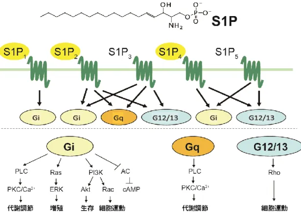 図 8 S1P 受容体と共役した G タンパク質下流のシグナル経路図。