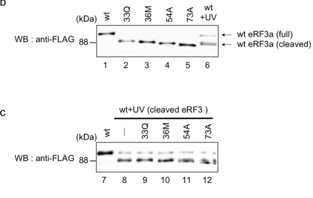 Fig. 3-2-3:    新 規 切 断 型 eRF3 の 同 定     (a)  切断型 eRF3 の人工的発現システム の模式図    (b) UV ストレスにより生成する切断型 eRF3 (wt + UV)  は、 THP-1 細胞 にエレクトロポレーション法をもちいて  Ub-(wt)-eRF3a -FLAG  を導入後、UV を 照 射 す る こ と で 調 製 し た   (lane  6) 。 切 断 型 eRF3 の 標 準 サ ン プ ル Ub-(wt)/(33Q)/(36M)/(