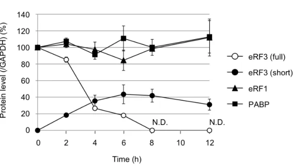 Fig.  3-3-1:    アポトーシス時における  eRF3-cp  の生成と  eRF3  の分解    (A)  THP-1 細胞に  UV ( 254 nm, 100 J/m 2  )  照射後、0, 2, 4, 6, 8, 12  時間後に細 胞を回収し、eRF3、PABP、eRF1 についてウェスタンブロット法により解析 した(lanes  6-11)。GAPDH はローディングコントロールとして用いた。左の レーン(lanes  1-5)はそれぞれのサンプルの  0  時間のサンプルを１０