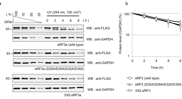 Fig.  3-3-3:    eRF3-cp  の 生 成 は   eRF3  の 安 定 性 に 影 響 し な い     (a)  eRF3a-wt、  eRF3a (D25A/D29A/D32A/D35A)  および  33Q-eRF3a をエレク トロポレーション法により  THP-1 細胞に導入し、36  時間培養した。その後、 細胞を回収し  UV ( 254 nm, 100 J/m 2  )  を照射し、0, 2, 4, 6, 8  時間後に回収 したものをウェスタンブロット法により解析し
