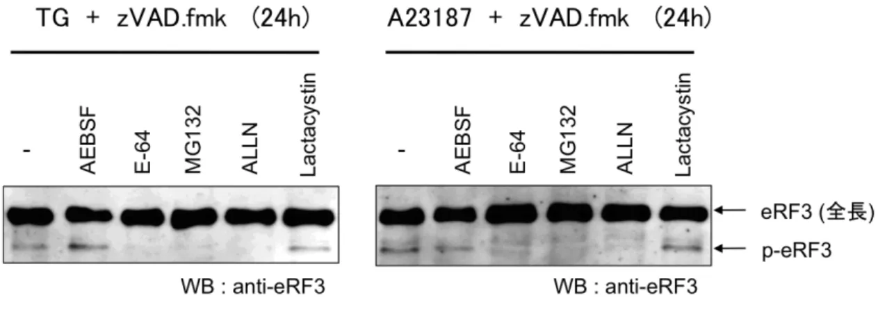 Fig.  4-2-2:    カルパイン依存的 p-eRF3 の生成      SK-N-SH 細胞を zVAD.fmk  (20 µM)  および、 AEBSF (50 µg/ml), E-64 (50 µM), MG132 (10 µM), ALLN (20  µM), Lactacystin (5 µM)  で 30 分処理した後、タプシガルギン  (TG) (1 µM)  、 A23187 (1 µg/ml)  で処理し、24  時間後に細胞を回収した。eRF3 の挙動はウェ スタンブロット法によ