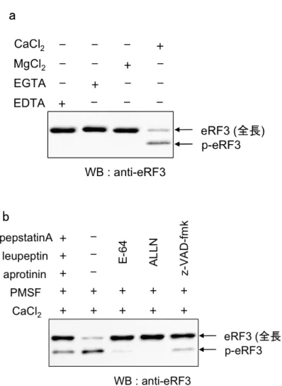 Fig.  4-2-3:    in  Vitro  におけるカルパイン依存的 p-eRF3 の生成      (a)  THP-1 細胞の細胞抽出液をそれぞれ EDTA,  EGTA,  MgCl 2 ,  CaCl 2   (各  2.5  mM)  を含む 抽出 buffer で調製し、 eRF3 の挙動をウェスタンブロット法により解析した。     (b)  CaCl 2   (2.5  mM)と Aprotinin,  Leupeptin,  pepstatinA  (各 2  µg/ml)  ま