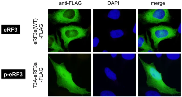 Fig.  4-3-1:    p-eRF3 の核局在      HeLa 細胞に eRF3  (wt)  または p-eRF3  (Ub-(wt)-hGSPT1-FLAG,  Ub-(73A)-hGSPT1-FLAG)を発現させ、抗-FLAG  抗体  (2 次抗体  anti-mouse Alexa 488)を用いて免疫染色し、その細胞内局在 を蛍光顕微鏡を用いて観察した。核は DAPI を用いて染色した。 