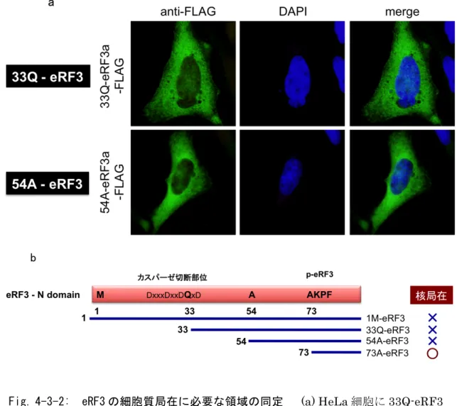 Fig.  4-3-2:    eRF3 の細胞質局在に必要な領域の同定      (a) HeLa 細胞に 33Q-eRF3 または 54A-eRF3  (Ub-(33Q)-hGSPT1-FLAG,  Ub-(54A)-hGSPT1-FLAG)を発現さ せ、抗-FLAG  抗体  (2 次抗体  anti-mouse Alexa 488)を用いて免疫染色し、その細 胞内局在を蛍光顕微鏡を用いて観察した。核は DAPI を用いて染色した。(b)  N 末 端領域を欠失した eRF3 変異体とその細胞内局在 