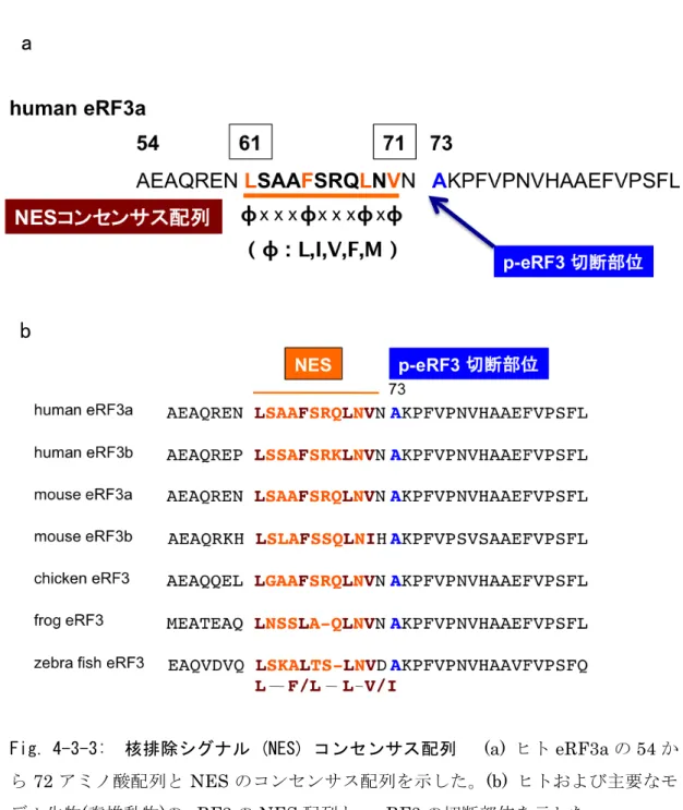 Fig.  4-3-3:    核排除シグナル  (NES)  コンセンサス配列      (a)  ヒト eRF3a の 54 か ら 72 アミノ酸配列と NES のコンセンサス配列を示した。(b)  ヒトおよび主要なモ デル生物(脊椎動物)の eRF3 の NES 配列と p-eRF3 の切断部位を示した。 