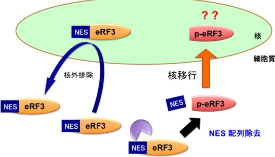 Fig.   4-3-4:      eRF3-NES 配 列 の 同 定          (a)  HeLa 細 胞 に eRF3  (wt)  (FLAG-hGSPT1)  を 発 現 さ せ leptomycinB で 処 理 し た 細 胞 、 お よ び FLAG-eRF3a(L61A/F65A/L69A)を発現させた細胞を抗-FLAG  抗体  (2 次抗体  anti-mouse  Alexa  488)  を用いて免疫染色し、その細胞内局在を蛍光顕微鏡を用 いて観察した。    (b) H