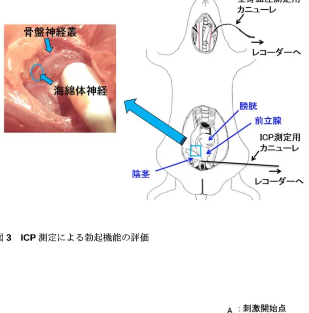 図 3  ICP 測定による勃起機能の評価 