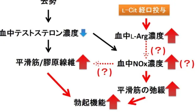 図 11   内分泌性性 ED に対する L - Cit 経口投与の効果
