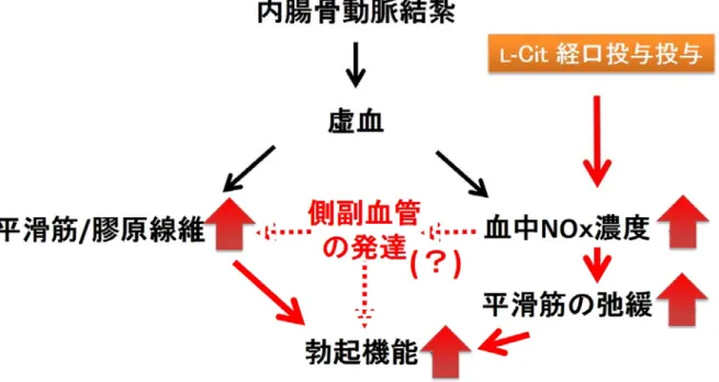 図 19   動脈性 ED に対する L - Cit 経口投与の効果