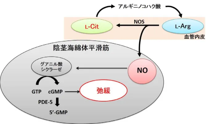 図 1  勃起における NO/cGMP 系と  L - Cit,  L -Arg の NO サイクル 