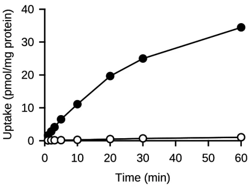 Fig. 3. Time course of glycerol uptake in MDCKII cells stably expressing AQP7 