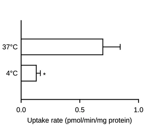 Fig.  8. Effect of temperature on glycerol uptake by AQP7 stably expressed in MDCKII  cells 