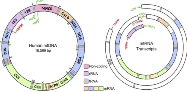 図 3  ヒト mtDNA の転写 