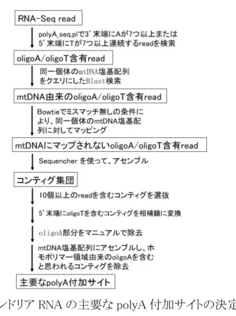 図 6  ミトコンドリア RNA の主要な polyA 付加サイトの決定手順 1 
