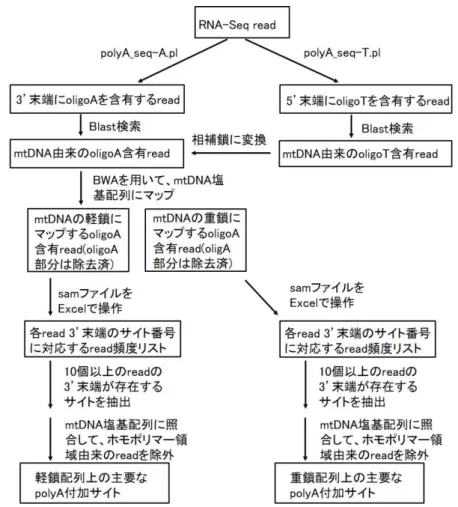 図 7  ミトコンドリア RNA の主要な polyA 付加サイトの決定手順 2 