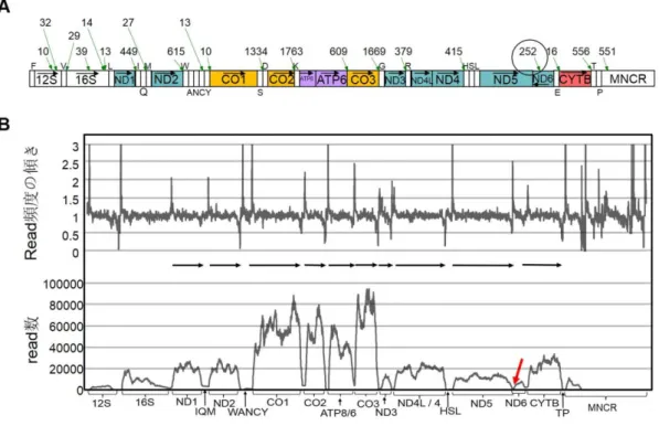 図 8    ニホンカナヘビミトコンドリア RNA の主要 polyA 付加サイト 