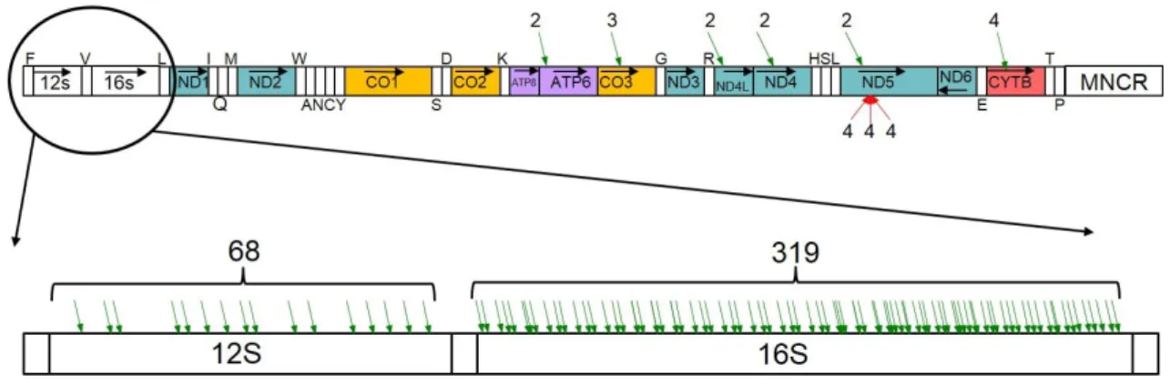 図 9  ニホンカナヘビミトコンドリア RNA のマイナーpolyA 付加サイト  2-9 個の polyA 含有 read によって支持された polyA 付加地点(マイナーpolyA 付加サイト) を read 数と共に示す。図の説明の詳細は図 8A に準ずる。 