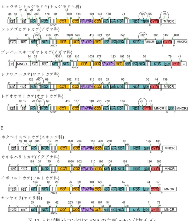 図 13  トカゲ類ミトコンドリア RNA の主要 polyA 付加サイト 