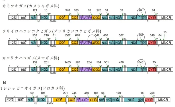 図 16  カメ類ミトコンドリア RNA の主要 polyA 付加サイト 
