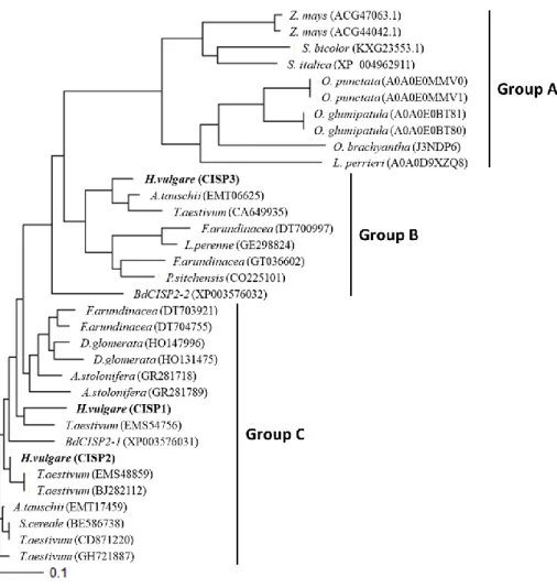 図 2-4    イネ科植物が持つ CISP 相同遺伝子の分子系統樹 