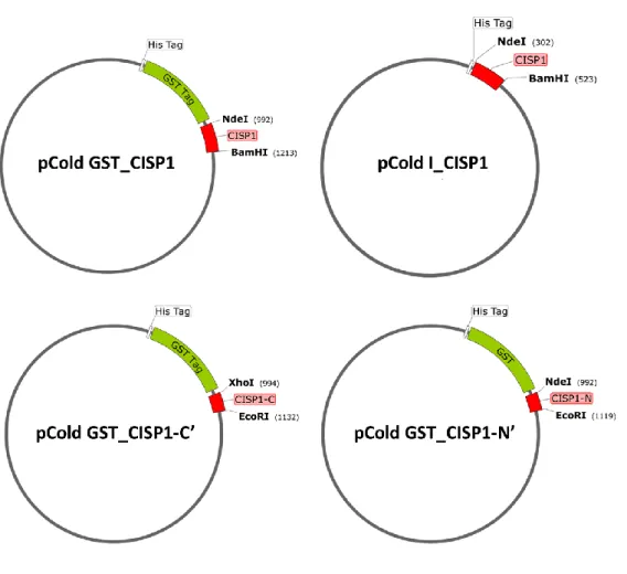 図 4-1    作成した CISP タンパク質発現用プラスミドのマップ 