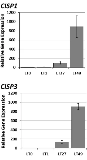 図 4-3    CISP 遺伝子の低温に対する発現応答（根、qPCR 法） 