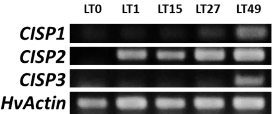 図 4-5    CISP 遺伝子の低温に対する発現応答（根、RT-PCR 法）