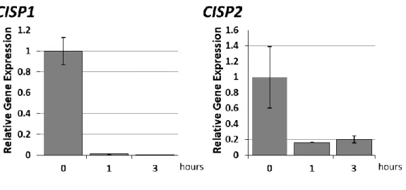図 4-8    CISP 遺伝子の常温回復に伴う発現変化（根、qPCR 法）  5  ℃で 27 日低温処理したオオムギを常温（20  ℃）に戻した後で CISP1 遺伝子と CISP2 遺伝子の発現様式を qPCR 法で解析した 結果を示した。0：低温処理 27 日目、1：常温に戻して 1 時間後、3：常温に戻して 3 時間後。  （4）  CISP 遺伝子の根における局在解析  低温処理したオオムギの根における CISP1 mRNA の局在を確認した。図 4-9 は、その結果で ある。図に示したように