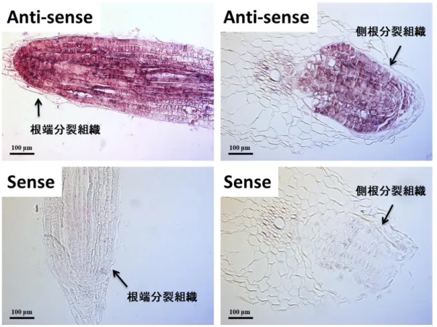 図 4-9    CISP1 mRNA の局在解析（根） 