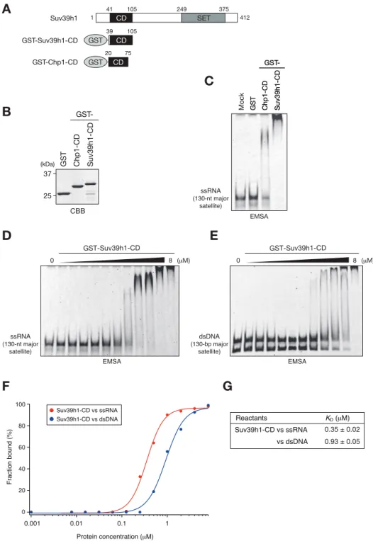 Figure 1. Suv39h1-CD can bind nucleic acids 
