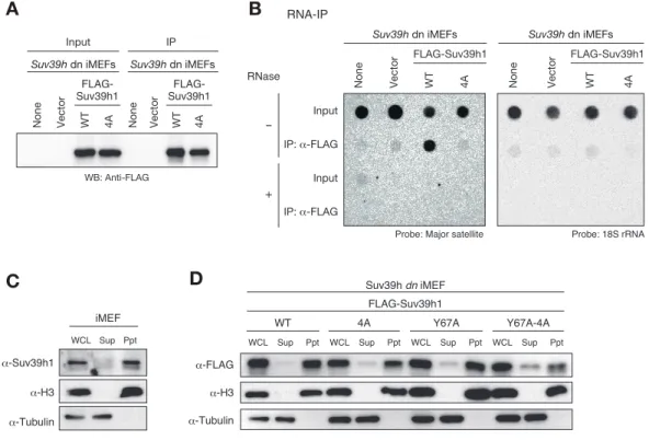 図 2-5 Suv39h1 は細胞内で major satellite RNA と CD を介して結合する 