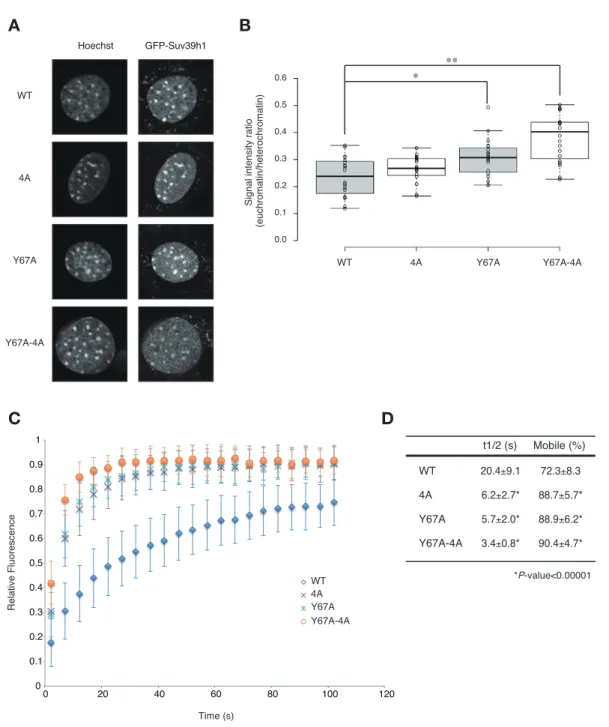 Figure 5. Both Suv39h1-CD’ s nucleic acid binding and H3K9me binding contribute to Suv39h1’ s  retention on heterochromatin
