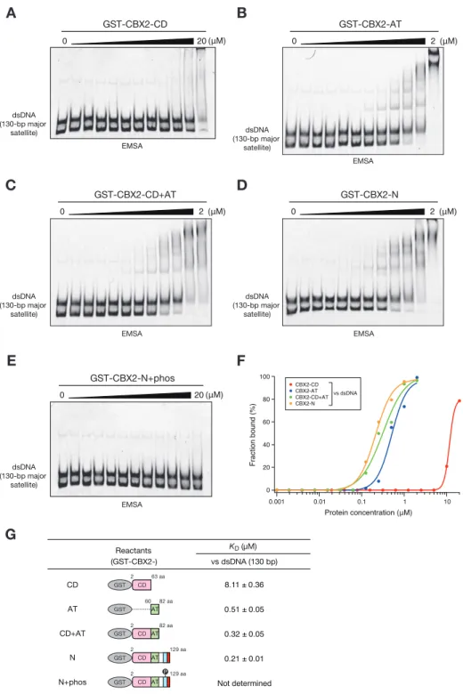 図 3-5  CK2 による CBX2-N のリン酸化は AT-hook の DNA 結合能を阻害する 