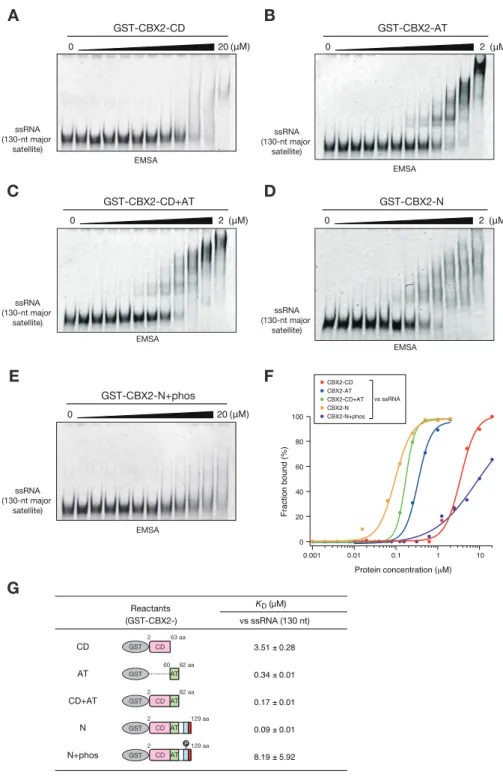 図 3-6   CK2 による CBX2-N のリン酸化は AT-hook の RNA 結合能を阻害する 