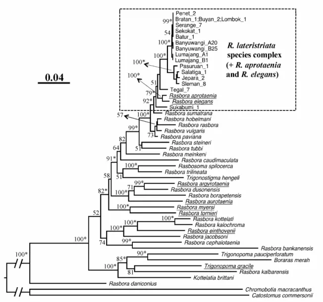 Fig. 10. A maximum likelihood tree among Rasbora species constructed using COI, Cytb,  RAG1 and opsin gene sequences