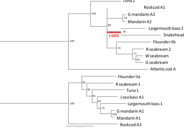 Figure 15.  魚類ペプシノゲンの cDNA 配列を基に解析した ML 系統樹  