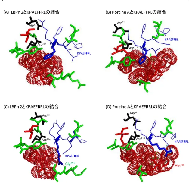 Figure 16. LBPn 2、Porcine Pn A の基質結合モデリング  