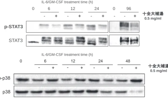 Fig. 5.  十全大補湯は MDSC の STAT3 リン酸化を抑制した