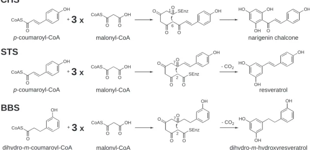 Fig. 1    The Biosynthesis of chalcone, stileben, and dihydrostilebe by type III PKSs 