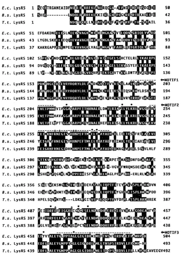 Fig.  2   Amino acid sequence  alignments of B.s.  LysRS, E. coil,  LysRS, and  Tt.  LysRS