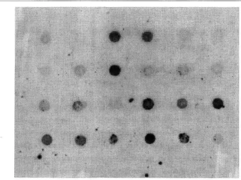 Fig.  1.  A representative  image  of  the  result  of  NASH  on  sweet  potato  samples