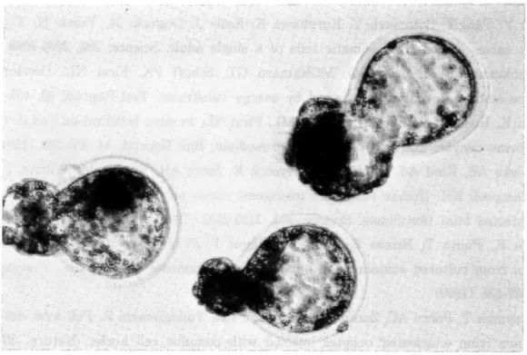 Fig  5 Blastocysts  derived  in  vitro  culture  for