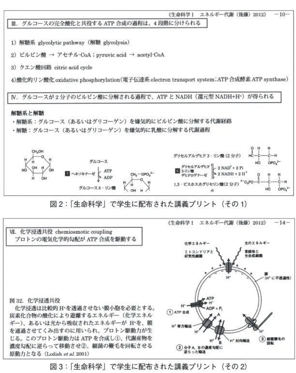 図 2：「生命科学」で学生に配布された講義プリント（その 1） 図 3：「生命科学」で学生に配布された講義プリント（その 2）  「連携テスト」の詳細は次のとおりである。対象となる「生命科学」の講義が終わった 1 〜 2 週間後に、「英語」の講義時間内で、語彙テストの一部として行った。学生には、「生 命科学１の講義後 1 〜 2 週間ほどで、講義プリントに出ていた英語の語句から出題するの で、日頃から講義プリントの隅々に注意と関心を払ってもらいたい」と開講時のオリエン