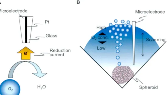 Figure  1.6  Measuring  principle  of  SECM.  (A)  Microelectrode  m easures  the  reduction  current with  a  negative charge that flows when the dissolved  oxygen  in the  medium  is  reduced  to  water