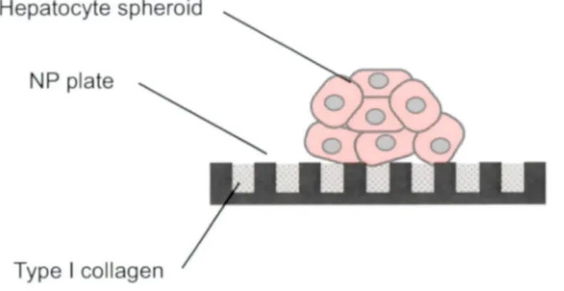 Figure 2.2 Schematic view of 3-D spheroid cultured  by NP plate.