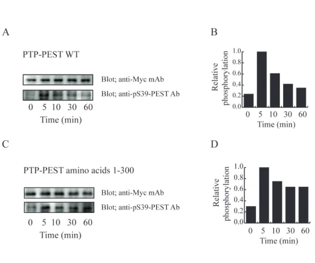 図  5 PTP-PEST Ser39 の Fc ε RI 架橋によるリン酸化 