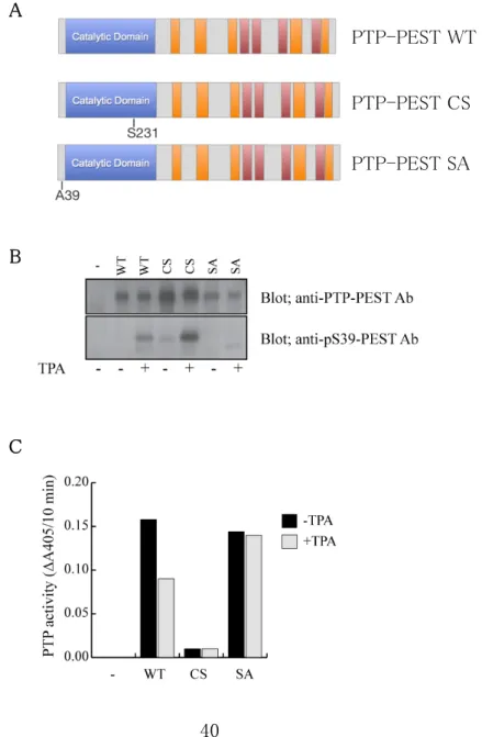 図  6  PTP-PEST  WT、PTP-PEST  CS、PTP-PEST  SA の Ser39 リン酸化及び酵素 活性の制御 