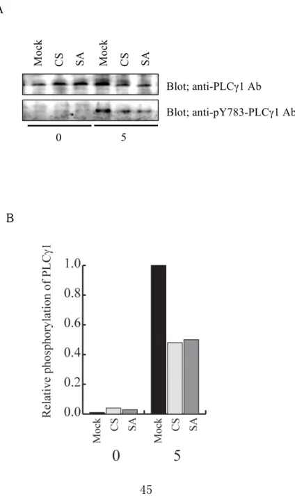 図  11 PTP-PEST による Fc ε RI 架橋で誘導される PLC γ 1 の活性化への制御    Mock 処理した細胞と PTP-PEST CS あるいは SA を過剰発現させた細胞を、50 ng/ml  SPE-7 を含む培地で培養した後、RBL-2H3 細胞を 50 ng/ml の DNP-HSA を用いて 0 分と５分間刺激を行った。(A)  それぞれの細胞の細胞抽出液を抗 PLC γ 1 抗体とリン酸 化され活性化したリン酸化 PLC γ 1 に対する抗体（上のパネル）の抗 pY73