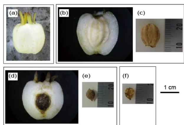 Fig. 2-3. Two fruit morphs of Scaevola taccada (Gaerth.) Roxb. One fruit type having cork and  pulp (C-morph) and the other having only pulp (NC-morph)